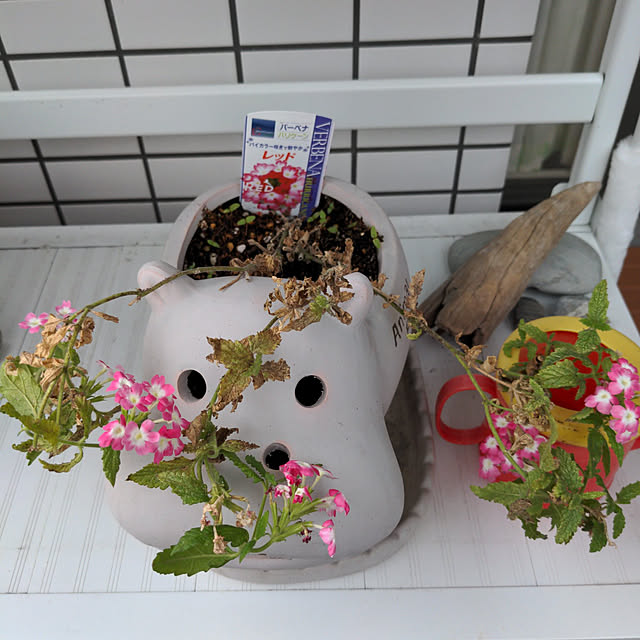 robokoさんの実例写真