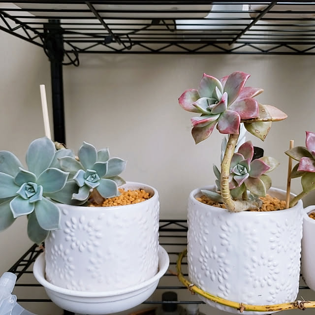玄関/入り口/多肉植物のインテリア実例 - 2019-08-17 09:45:57