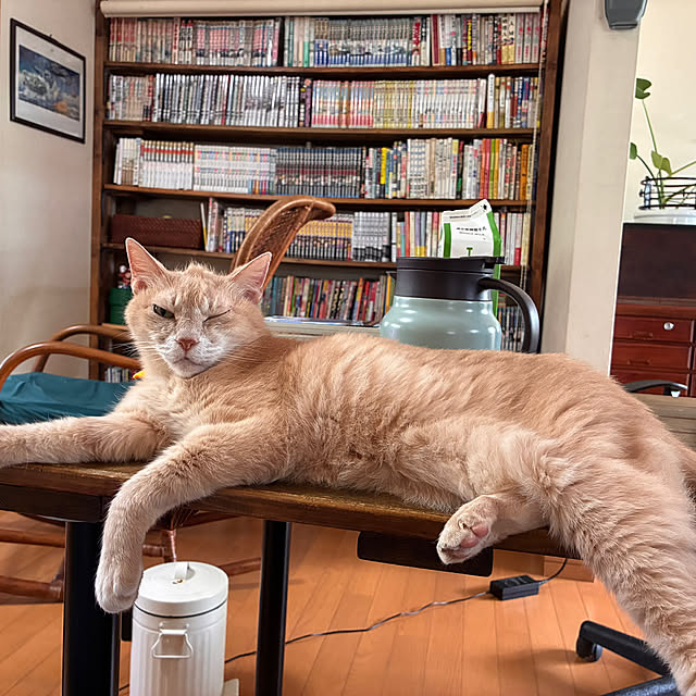 mikan161さんの実例写真