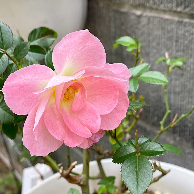 YuuKoさんの実例写真