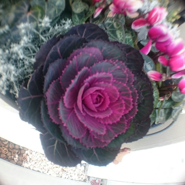 実例写真