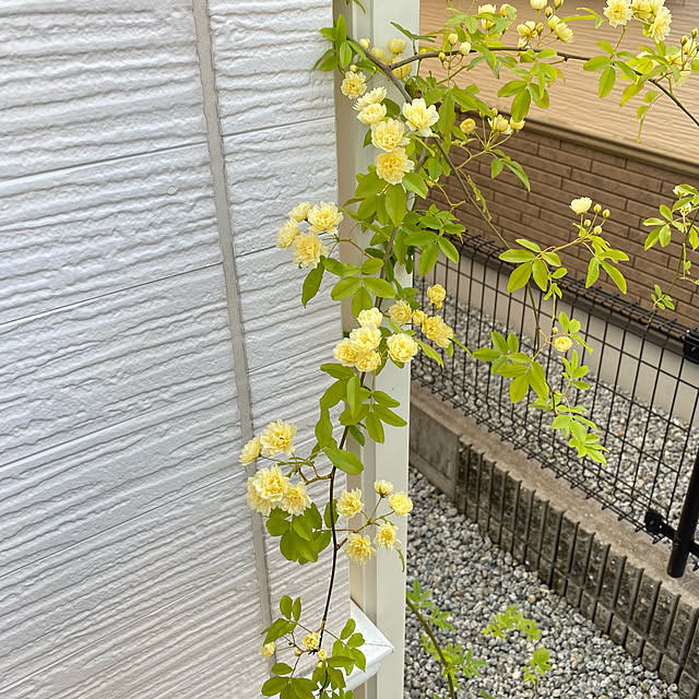 ayaさんの実例写真