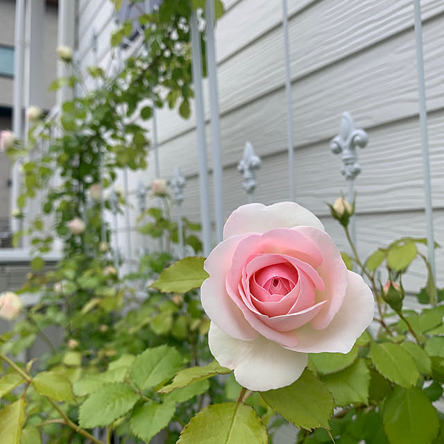 koko_hikaさんの部屋