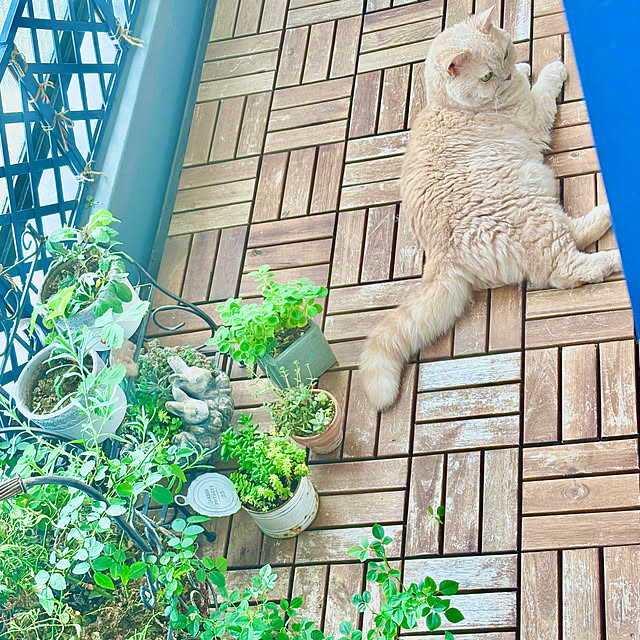 naokoさんの実例写真