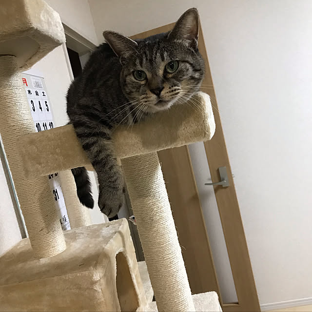 Shinさんの実例写真