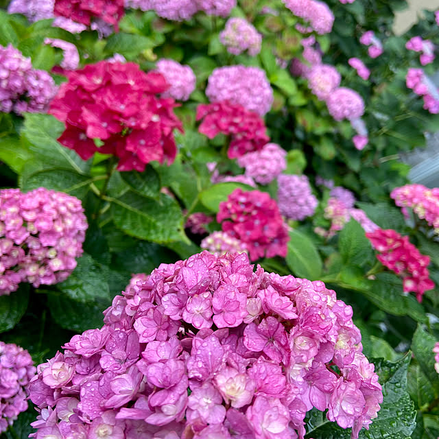 glassflowerさんの部屋