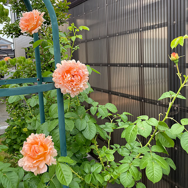 kakoさんの実例写真