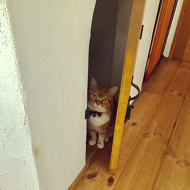 mikiさんの実例写真