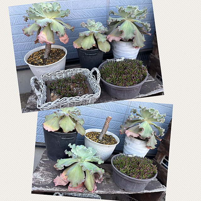 CoCo0617さんの部屋