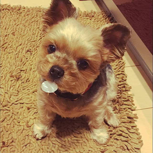 berryさんの実例写真