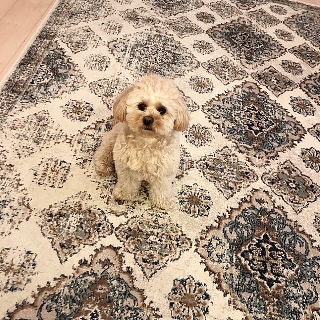 pechiさんの実例写真