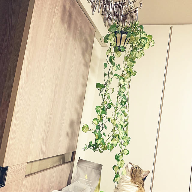 hachiさんの実例写真