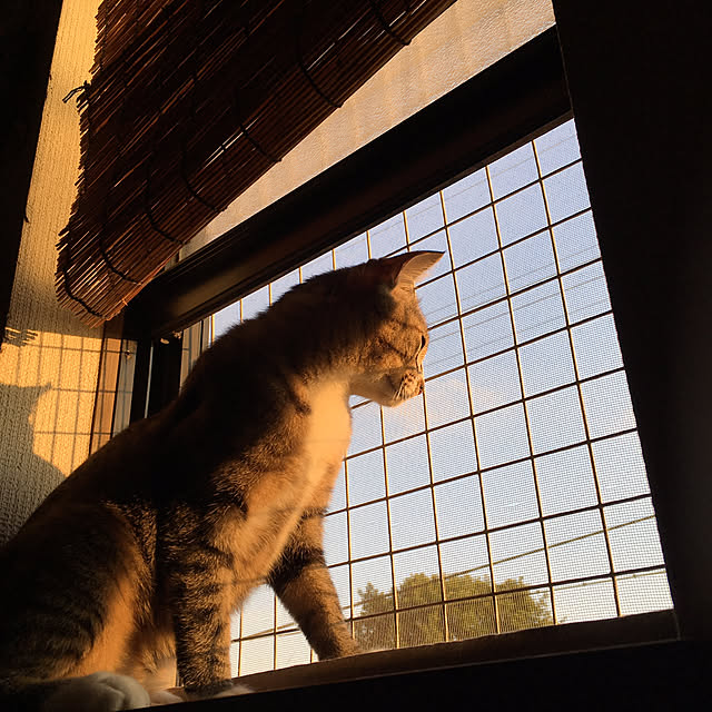 maruさんの実例写真