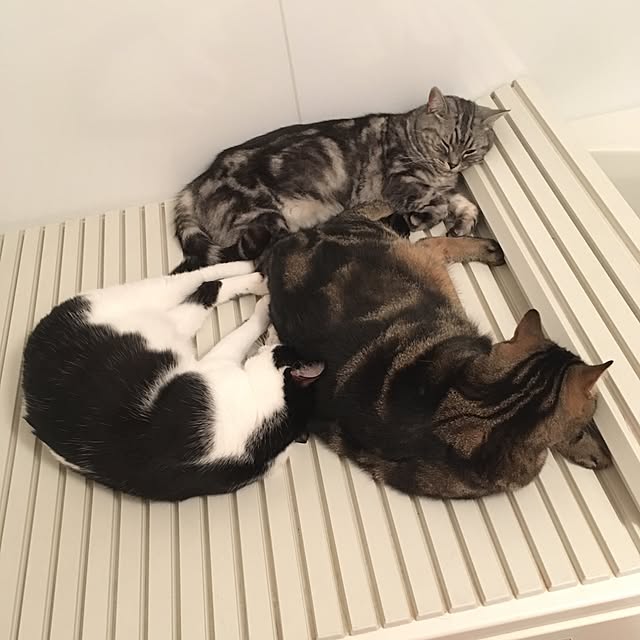 mikomaruさんの実例写真