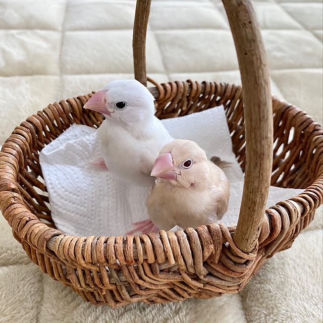 hananokaoriさんの実例写真