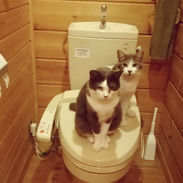 Maki-nekomamireさんの実例写真