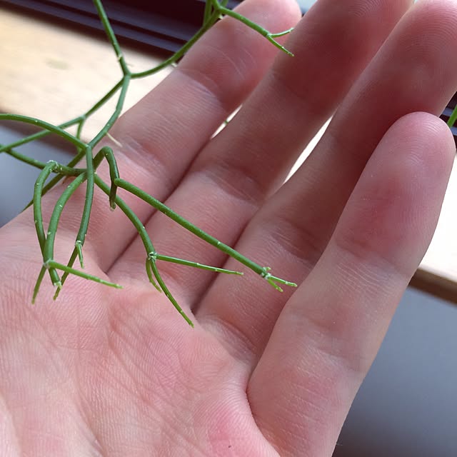 L.さんの実例写真