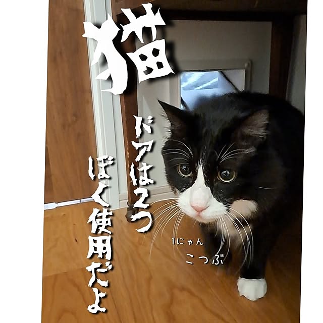 kankanmom_horn_5catsさんの実例写真