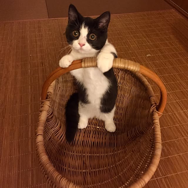 butachanさんの実例写真