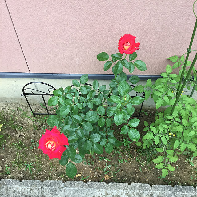 kakoさんの実例写真