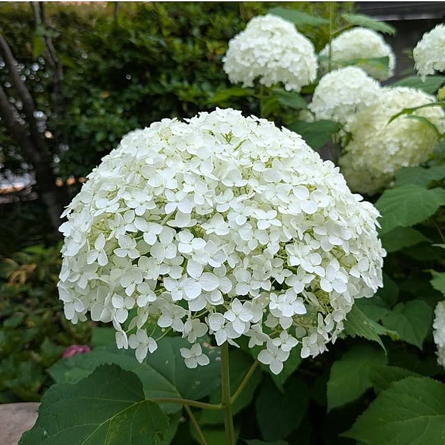 ku-garnet18さんの実例写真