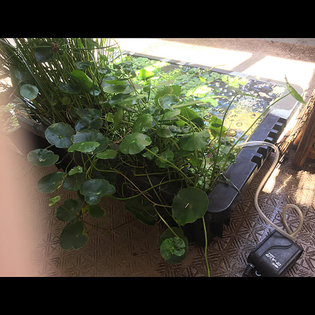 imorichanさんの実例写真