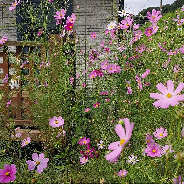 ku-garnet18さんの実例写真