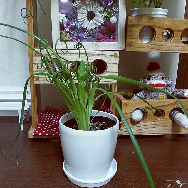 sumieさんの実例写真
