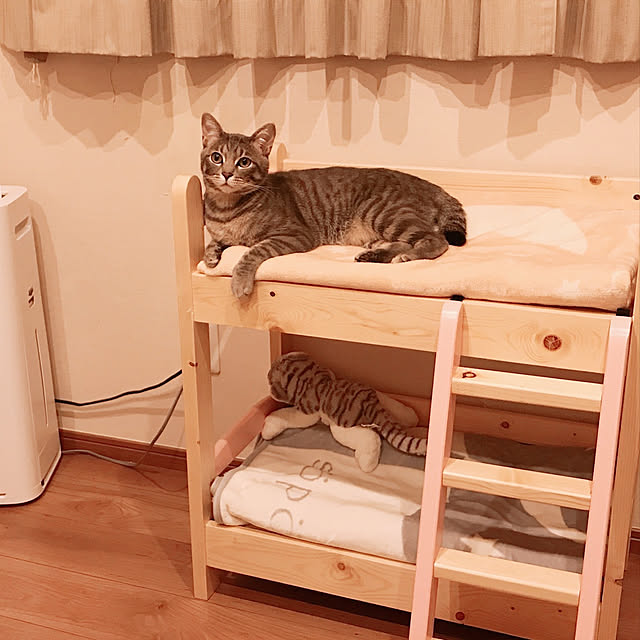 Pisaさんの実例写真