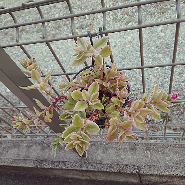 momo.suzu9さんの実例写真