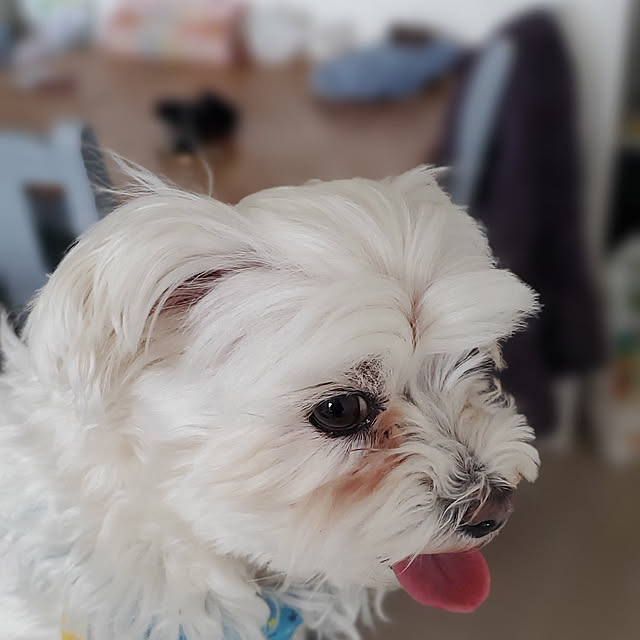 spikaさんの実例写真