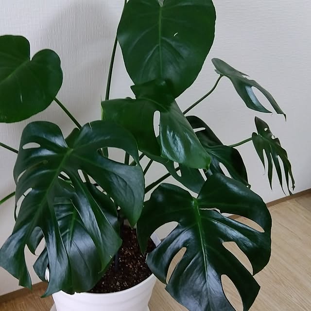 nanameさんの実例写真