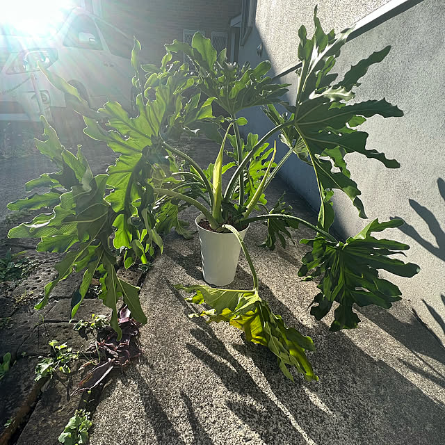 chi_gogaさんの実例写真