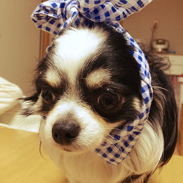 jaja.mamepukuさんの実例写真