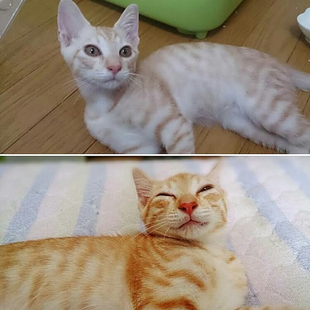 shiiiさんの実例写真