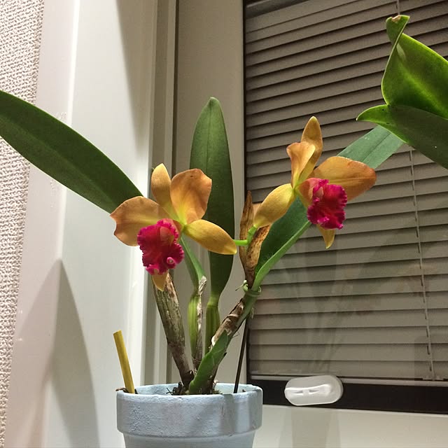 mii666さんの実例写真