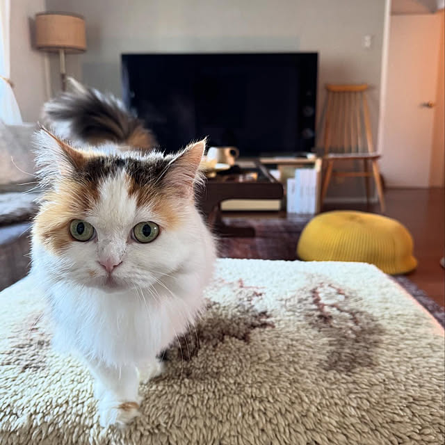 chulashihoさんの部屋