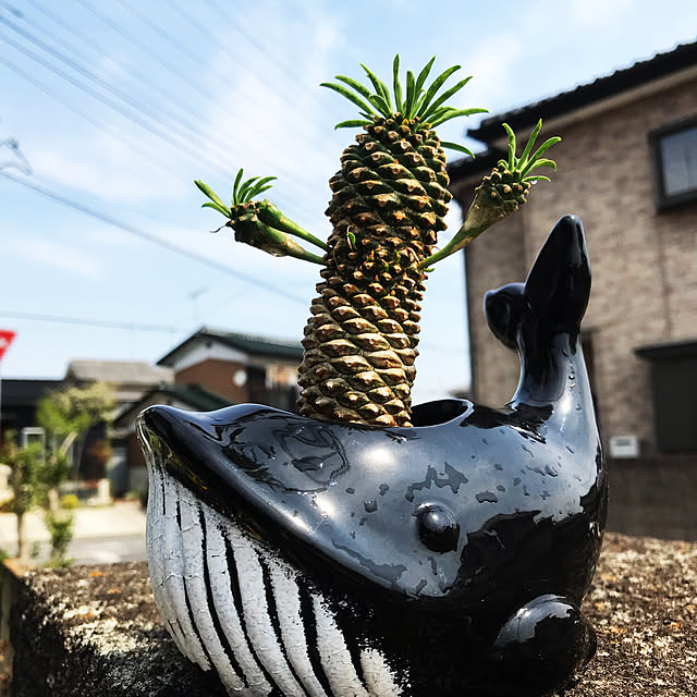 masu...さんの実例写真