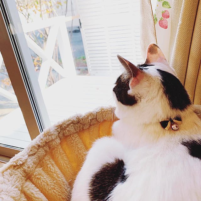 Yukoさんの実例写真