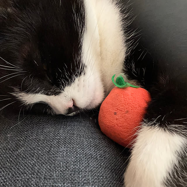 nekoさんの実例写真