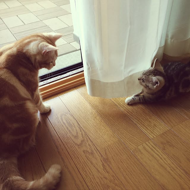 Yokoさんの実例写真