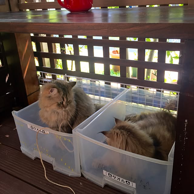 butachanさんの実例写真