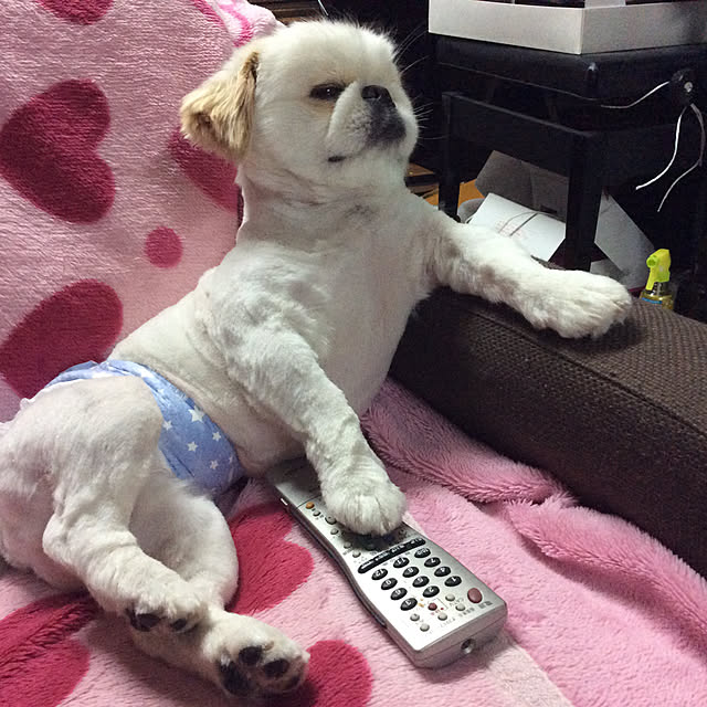 asamilkさんの実例写真