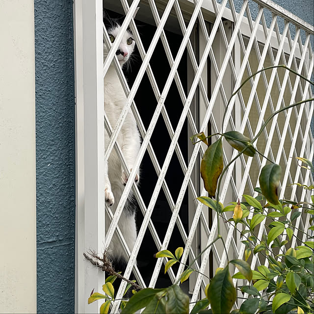 nobikoさんの部屋