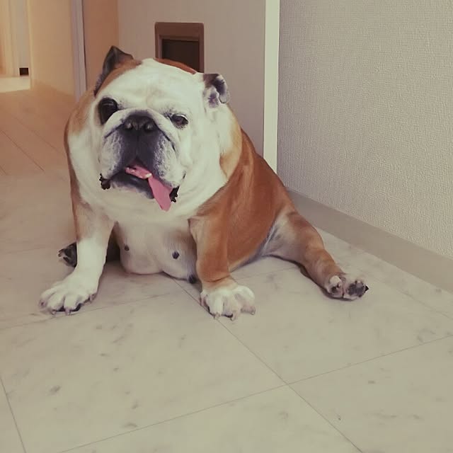 panchobiさんの実例写真