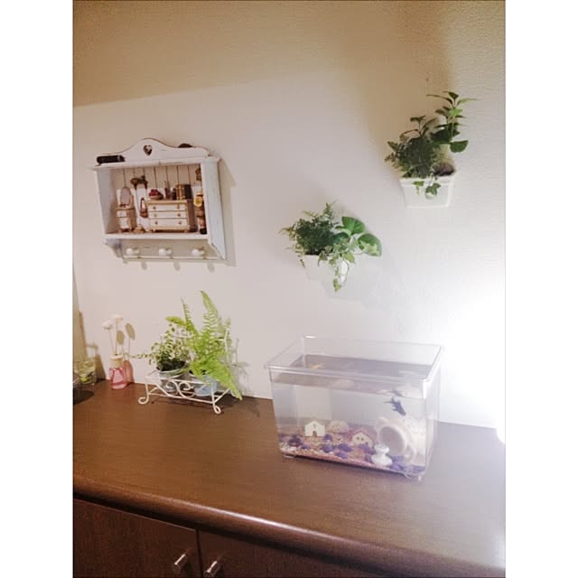 玄関/入り口/DIY/植物/観葉植物のインテリア実例 - 2014-10-09 08:24:57
