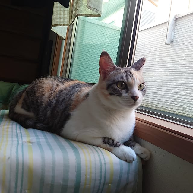 shinobuさんの部屋
