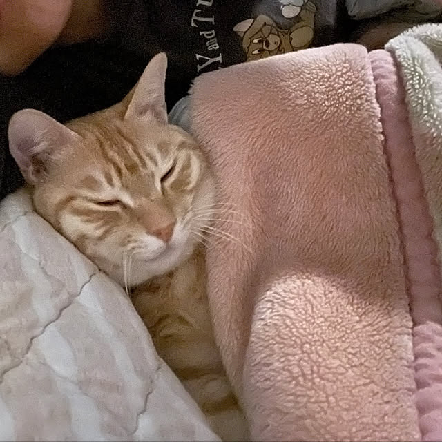 chiiさんの部屋