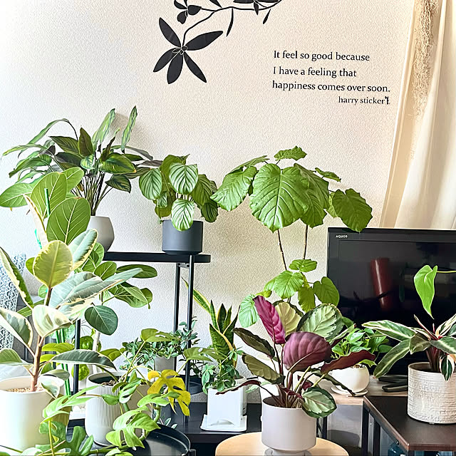 観葉植物/インテリアグリーン/リビングのインテリア実例 - 2023-01-29 22:42:43
