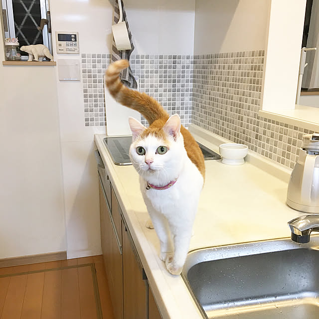 akitainu7さんの実例写真